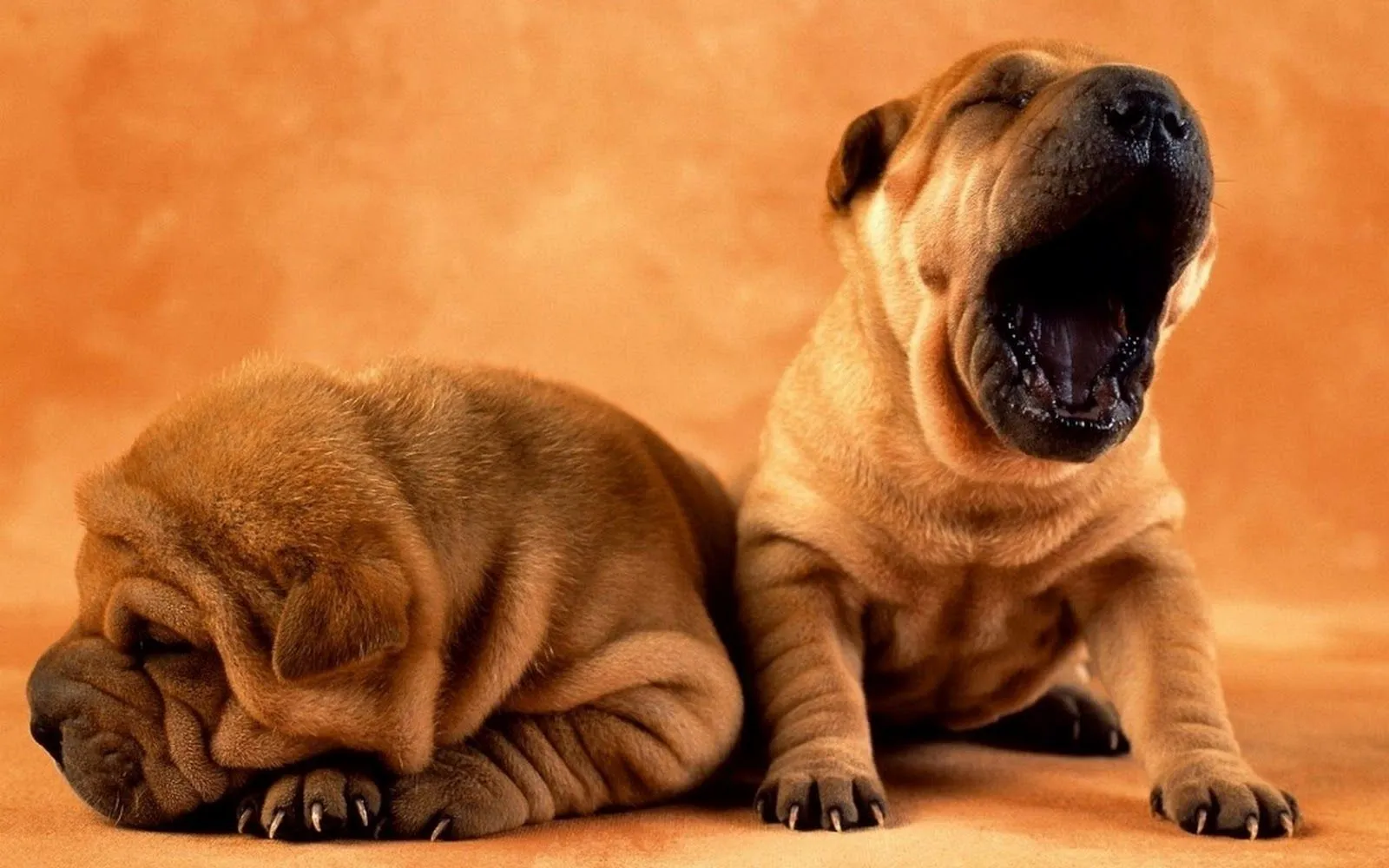 Fotos para fondo de pantalla de animales - Imagui
