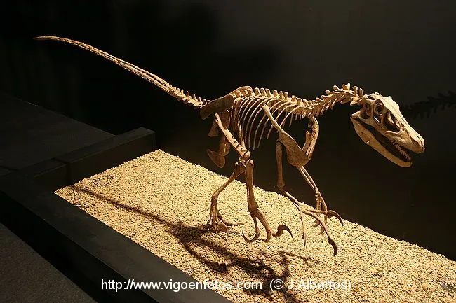 FOTOS DE FÓSILES DE DINOSAURIOS - ESQUELETOS Y HUESOS. EXPOSICIÓN ... FOTOS DE FÓSILES DE DINOSAURIOS - ESQUELETOS Y HUESOS. EXPOSICIÓN ...