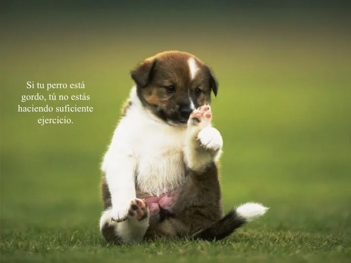 Fotos con frases sobre perros – Mascotas Ecuador