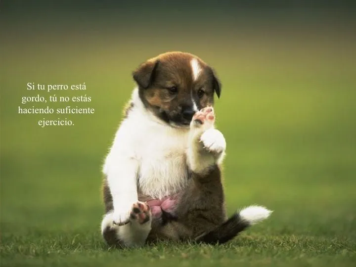 Fotos con frases sobre perros – Mascotas Ecuador Fotos con frases sobre perros – Mascotas Ecuador