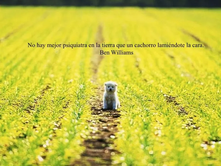 Fotos con frases sobre perros – Mascotas Ecuador