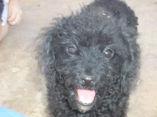 French poodle negra busca novio: un tacita negro - Puntarenas ... French poodle negra busca novio: un tacita negro - Puntarenas ...
