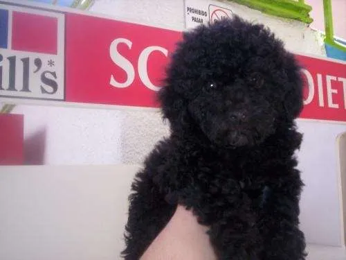 French poodle tacita de té baratos - Jalisco, Mexico - Animales ...