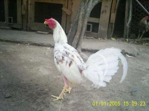 Fotos de Gallos de casta de exelente raza en Miranda, Venezuela