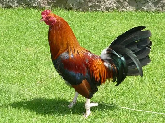 Ver Fotos de Gallos de Pelea del Mundo: REGLAMENTO DE GALLOS DE ... Ver Fotos de Gallos de Pelea del Mundo: REGLAMENTO DE GALLOS DE ...