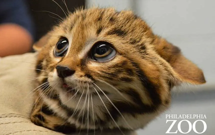 Fotos: El gatito con los conmovedores ojos del Gato con Botas de Shrek –  Publimetro México