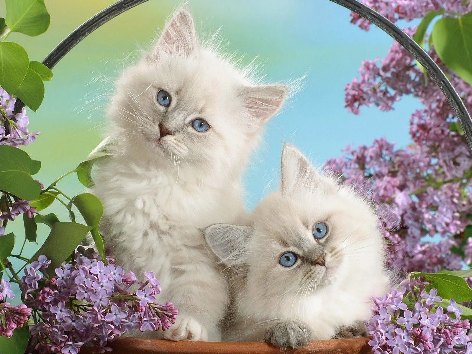 Fotos de gatitos blancos | Imágenes y Fotos de Amor | Fotografías ... Fotos de gatitos blancos | Imágenes y Fotos de Amor | Fotografías ...