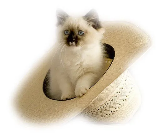 Fotos de gatitos siameses bebés - Imagui