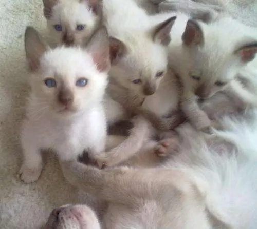 Fotos de GATITOS SIAMESES LILAC Y CANELA POINT - Córdoba ... Fotos de GATITOS SIAMESES LILAC Y CANELA POINT - Córdoba ...