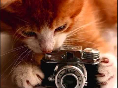 fotos de gatitos tiernos y graciosos - YouTube fotos de gatitos tiernos y graciosos - YouTube