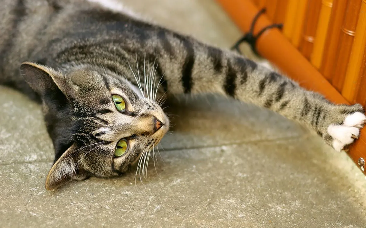 Fotos de gatitos muy tiernos - Taringa!