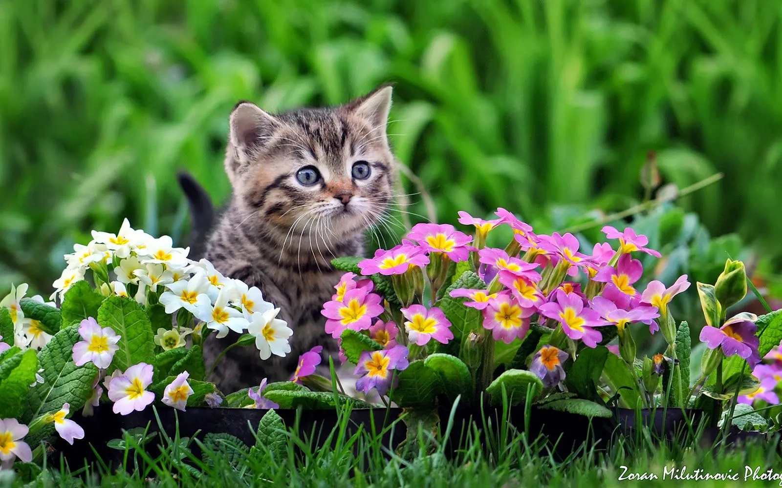 Fotos de gato en las flores Mejores fotos del mundo para facebook Fotos de gato en las flores Mejores fotos del mundo para facebook