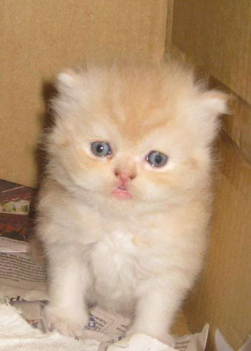 Fotos de GATO PERSA BEBE - Lima - Animales / Mascotas Fotos de GATO PERSA BEBE - Lima - Animales / Mascotas