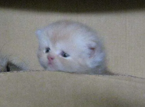 Gato persa bebe - Lima, Perú - Animales / Mascotas Gato persa bebe - Lima, Perú - Animales / Mascotas