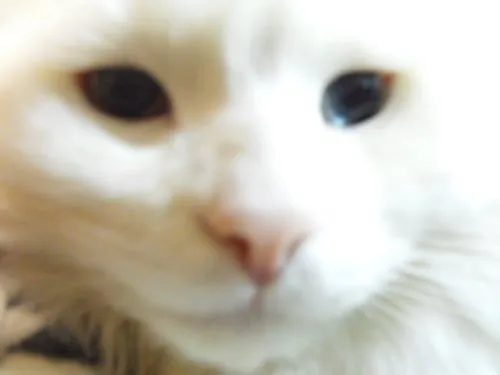 Imagenes de los gatos mas bonitos del mundo - Imagui Imagenes de los gatos mas bonitos del mundo - Imagui