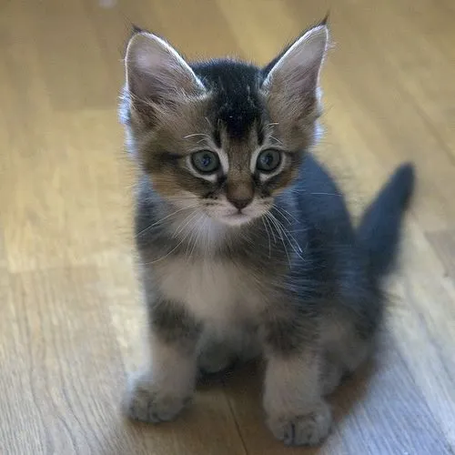 Fotos de gatos cachorro (1º parte) - Taringa!