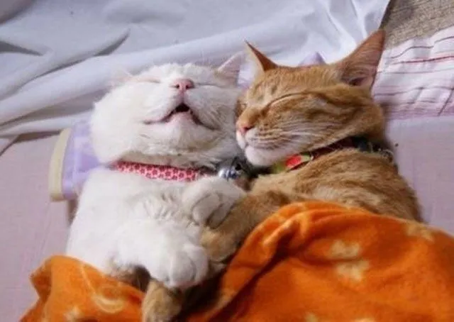 Galería de fotos de gatos durmiendo. Fotos de gatos durmiendo Galería de fotos de gatos durmiendo. Fotos de gatos durmiendo