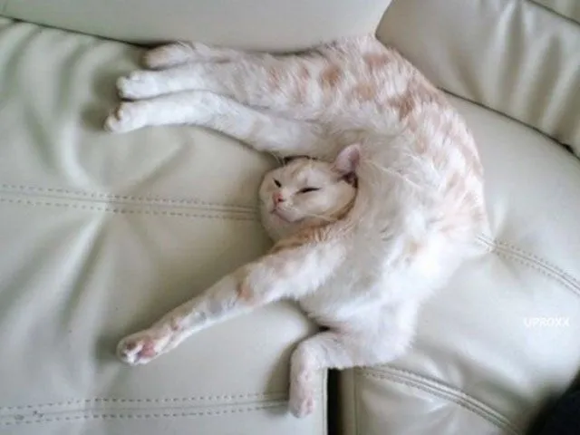 Fotos de gatos durmiendo. MundoGatos.