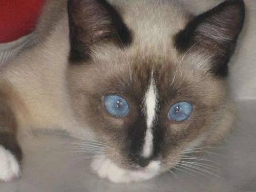 Gato siames mezcla con angora - Málaga, España - Animales / Mascotas Gato siames mezcla con angora - Málaga, España - Animales / Mascotas