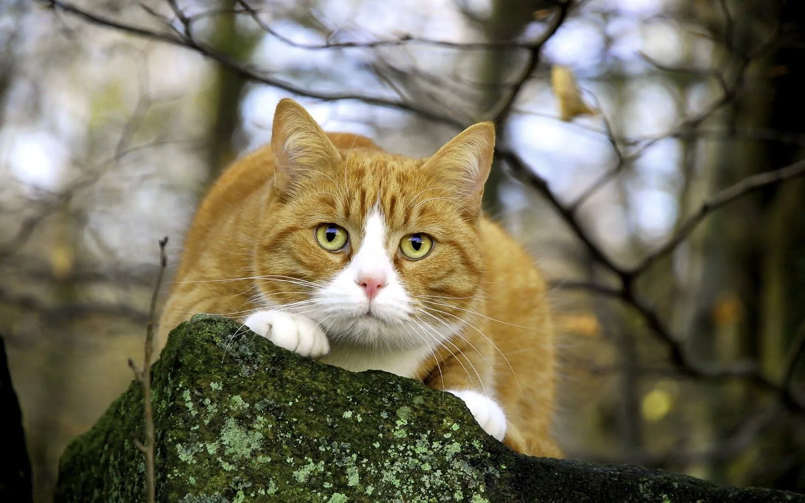 Fotos de Gatos en HD | Fotos e Imágenes en FOTOBLOG X Fotos de Gatos en HD | Fotos e Imágenes en FOTOBLOG X