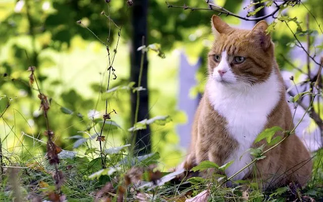 fotos de gatos en hd - Taringa!