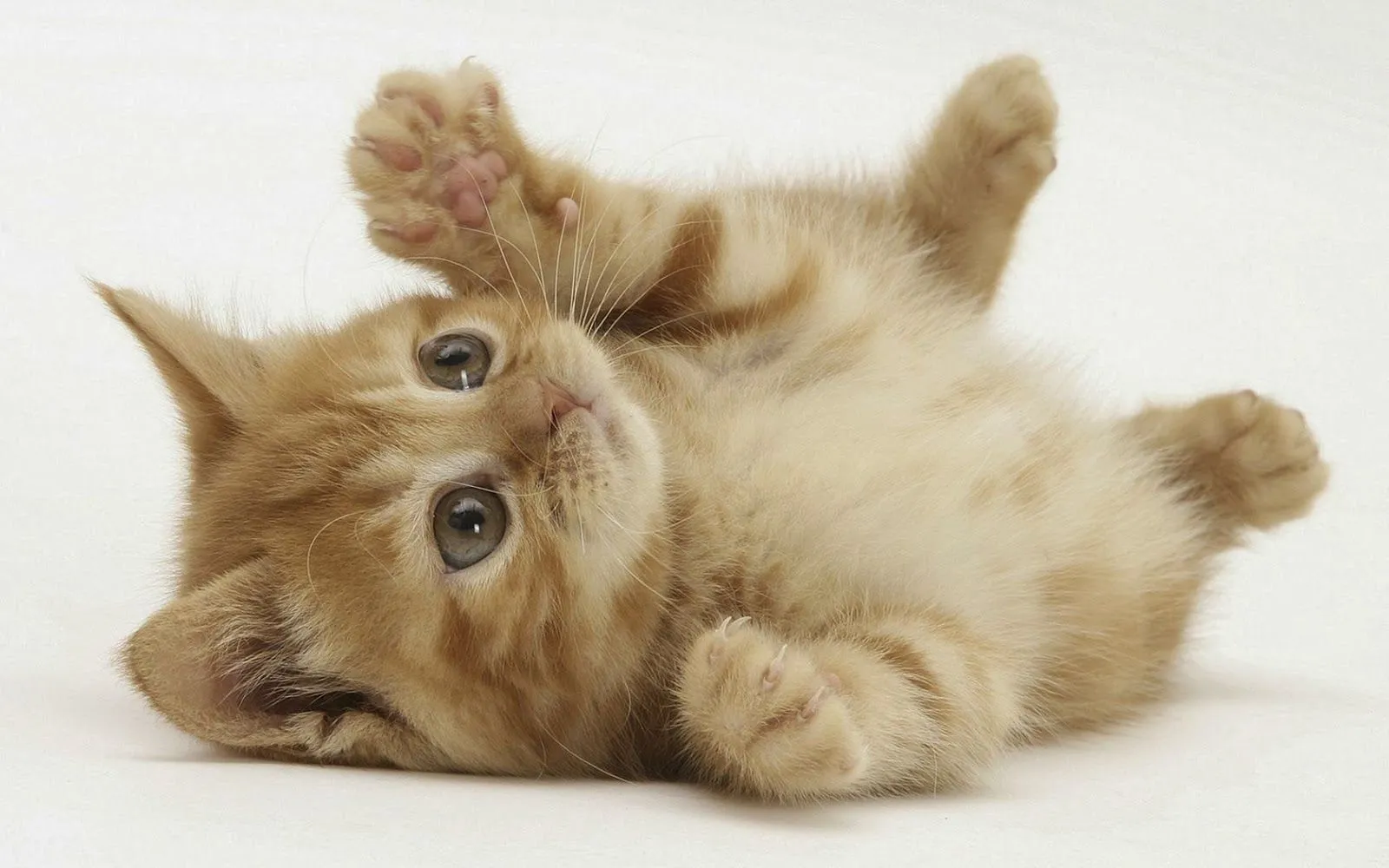 Fotos de gatos juguetones | Fotos Bonitas de Amor | Imágenes ...