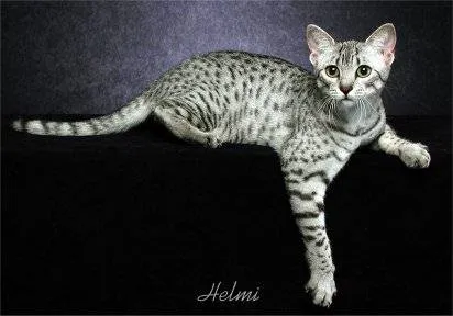 Fotos de gatos Mau egipcio | GATOSPEDIA