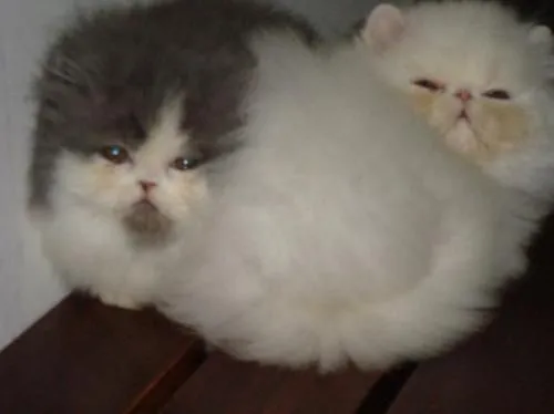 Gato persa Bogotá - Imagui