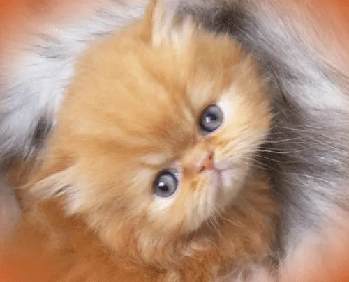 Gato persa Bogotá - Imagui