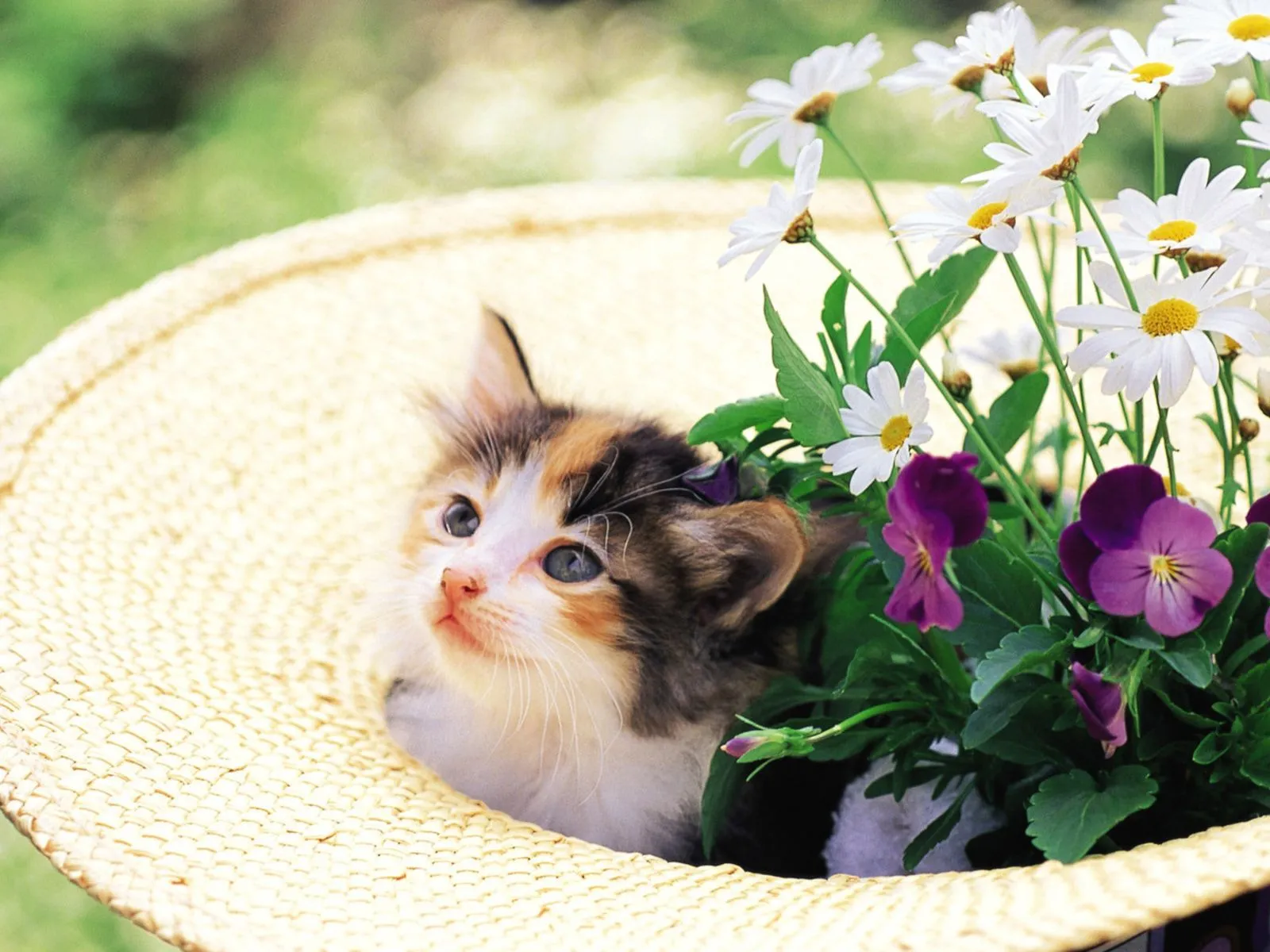 Fotos de gatos sentado en sombrero de flores ~ Mejores Fotos del ... Fotos de gatos sentado en sombrero de flores ~ Mejores Fotos del ...