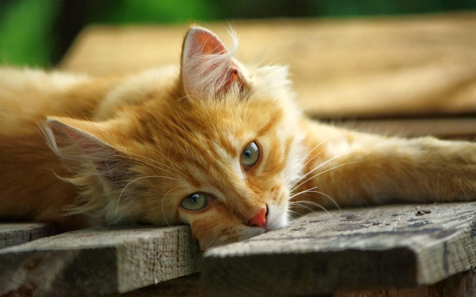 Fotos de gatos sorprendidos | Fotos Bonitas de Amor | Imágenes ... Fotos de gatos sorprendidos | Fotos Bonitas de Amor | Imágenes ...
