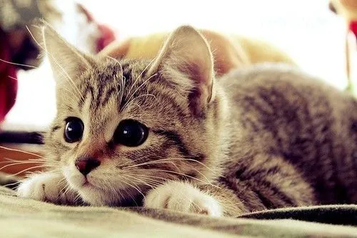 fotos de gatos | Tumblr