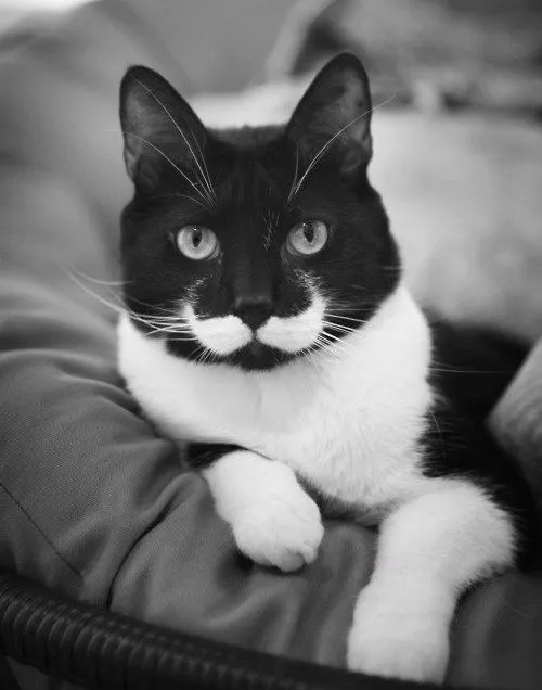 fotos de gatos | Tumblr