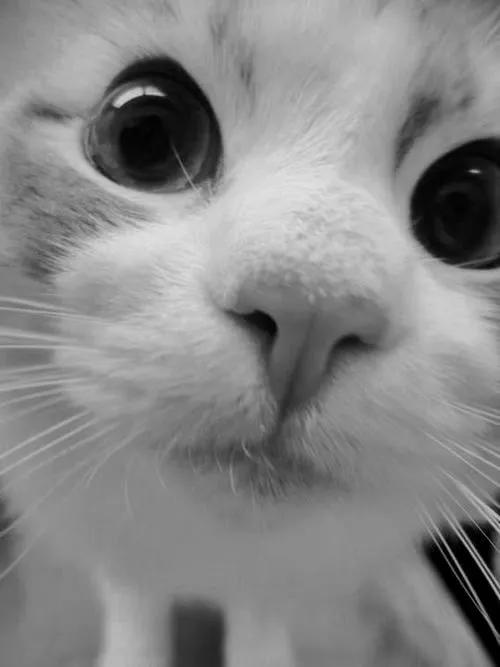 Fotos de gatos tumblr - Imagui