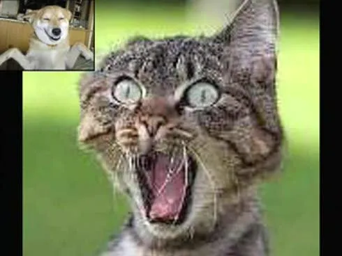 Sonrisas graciosas de perros - Imagui