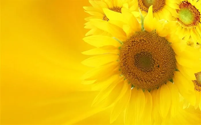 Hermoso fondo de pantalla de girasol close-up (2) #15 - Fondo de ... Hermoso fondo de pantalla de girasol close-up (2) #15 - Fondo de ...