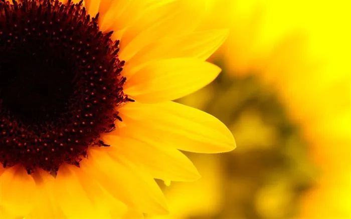 Soleado foto de girasol HD Wallpapers #10 - Fondo de pantalla de ...