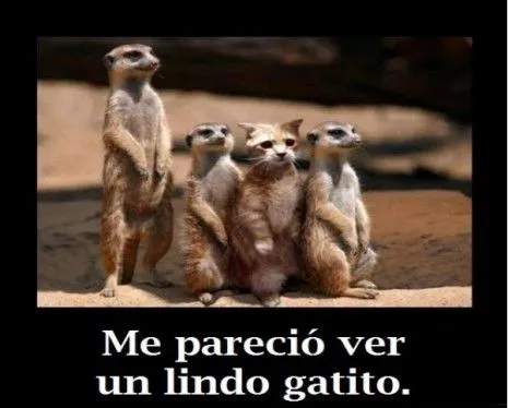 Fotos graciosas de animales con frases chistosas para compartir ...