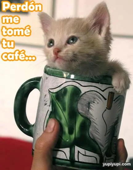 Fotos Graciosas de Animales: Un gato pequeño cabe donde sea...