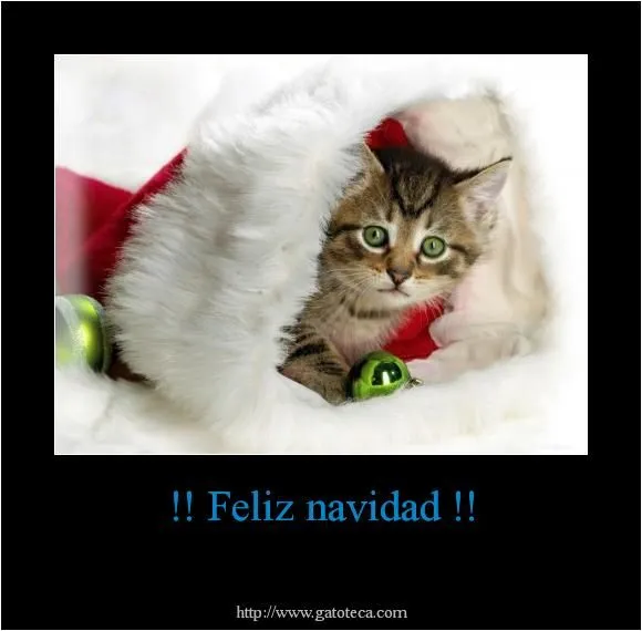 Fotos graciosas de gatos de navidad
