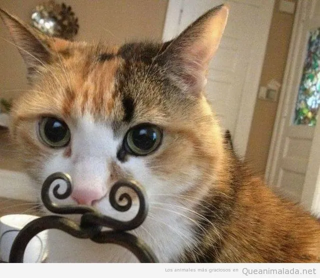Fotos Graciosas Gatos | ¡Qué animalada! | Las fotos, los vídeos y ... Fotos Graciosas Gatos | ¡Qué animalada! | Las fotos, los vídeos y ...