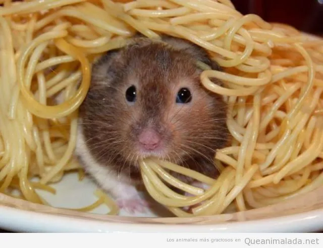Fotos Graciosas Hamster | ¡Qué animalada! | Las fotos, los vídeos ...