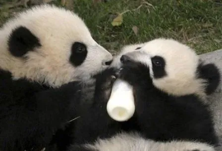Fotos graciosas de Osos Panda - Ocio