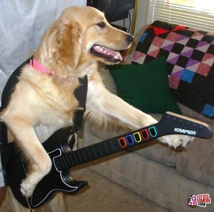 Fotos graciosas de perros