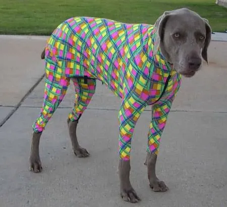 Imágenes de perros graciosas