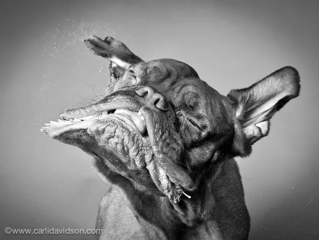 Fotos graciosas de perros en movimiento por Carli Davidson – BLOGERIN Fotos graciosas de perros en movimiento por Carli Davidson – BLOGERIN