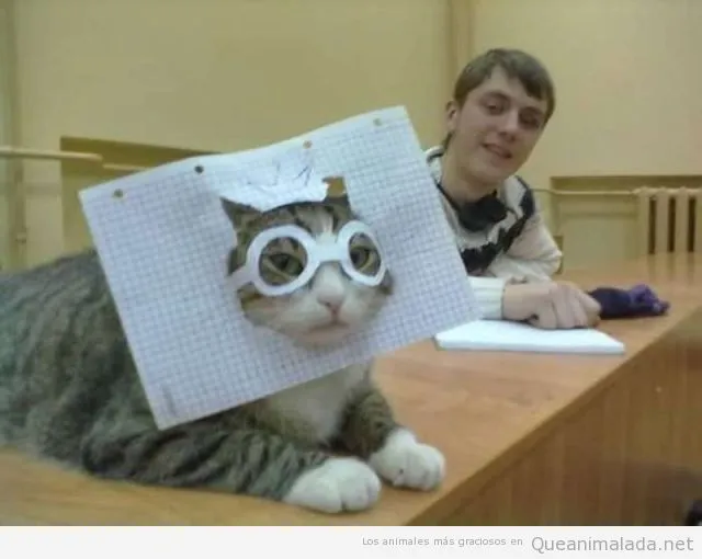 Gatos con cara chistosa - Imagui