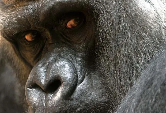 Animales graciosos: primates | Blogodisea
