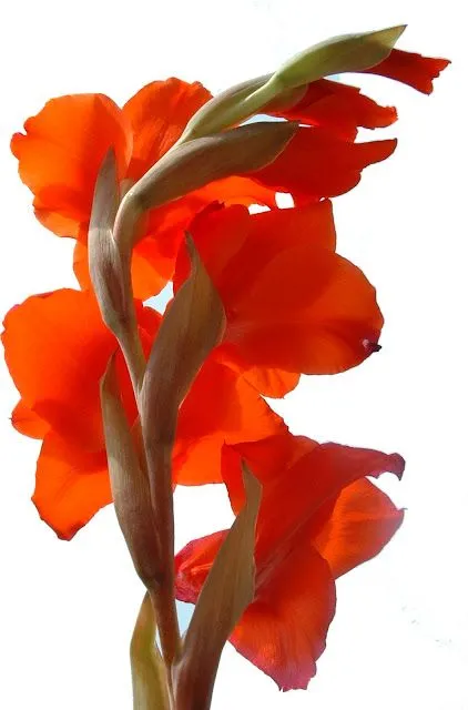 Fotos gratis – Naturaleza – Flores – Gladiolos | Pintura y Artistas