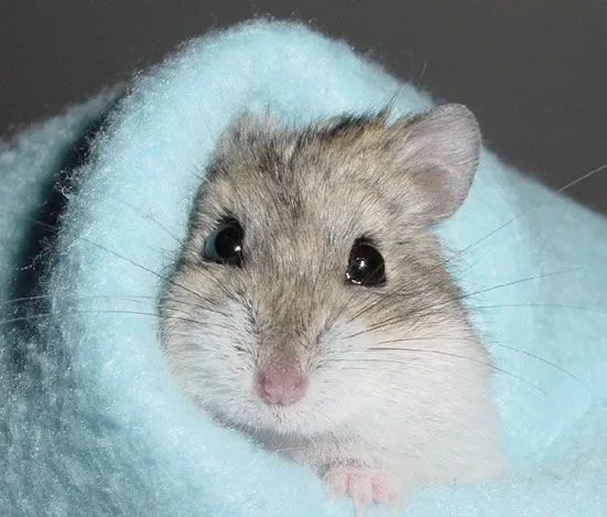 Hamsters tiernos bebés - Imagui